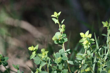 Obraz premium Flowers of a Spiny Spurge (Euphorbia spinosa), Croatia