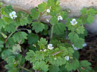 Pale Speedwell (Veronica cymbalaria), Croatia