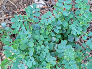 Leaves of Shrubby Scorpion-Vetch (Coronilla valentina), Croatia
