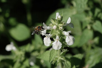A Flower Bee (Anthophora) feeding on Stachys spinulosa, Croatia