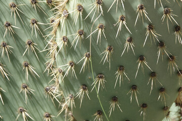 Detail of a Prickly Pear cactus (Opuntia) © Pete Mella