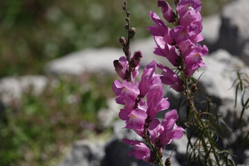 Detail of flowers of Greater Snapdragon (Antirrhinum tortuosum)