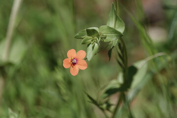 Flower of Scarlet Pimpernel (Lysimachia arvensis)