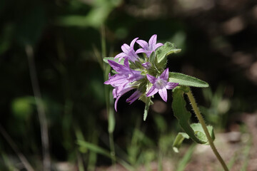 Obraz premium Campanula lingulata, a species of Bellflower, Croatia