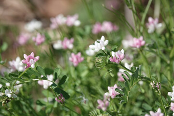 Cretan Crownvetch flowers (Securigera cretica), Croatia