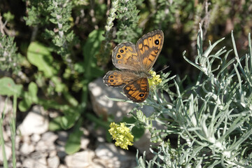 Wall Brown, Butterfly (Lasiommata megera), Croatia