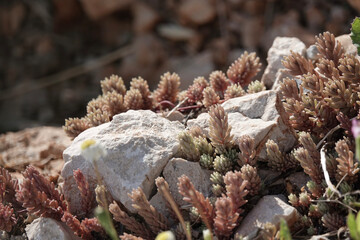 Spanish Stonecrop (Sedum hispanicum), on a cragside in Croatia