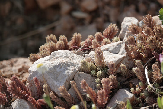 Spanish Stonecrop (Sedum hispanicum), on a cragside in Croatia