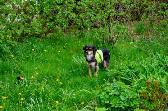 A small dog wearing a bright vest stands in a lush yard with vibrant green grass and scattered yellow dandelions, enjoying a sunny spring day while on a leash