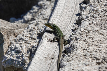 Dalmatian Wall Lizard (Podarcis melisellensis), Croatia