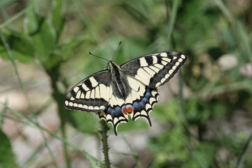 Swallowtail butterfly (Papilio machaon), Croatia