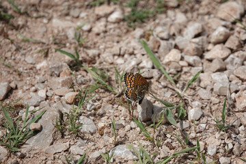Glanville Fritillary butterfly (Melitaea cinxia), Croatia