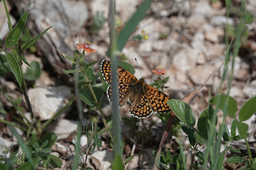 Glanville Fritillary butterfly (Melitaea cinxia), Croatia