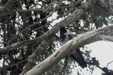 A Hooded Crow (Corvus cornix) perched in a pine tree, Croatia