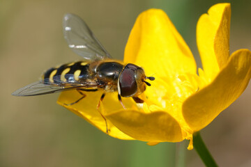 Closeup on a Yellow-bowed Smoothwing, Scaeva selenitica in a yellow buttercup flower