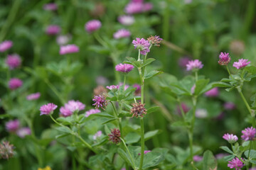 Fototapeta premium Flowers of Reversed Clover (Trifolium resupinatum), Croatia