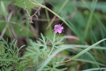 Flower of Long-stalked Crane's-bill (Geranium columbinum), Croatia