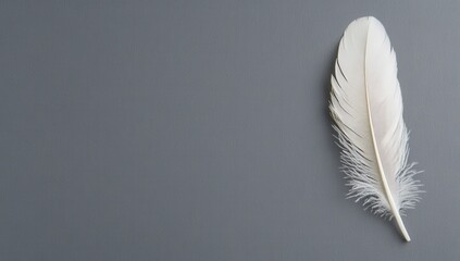 Single white feather on a gray background