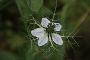 Flower of Love-in-a-Mist (Nigella damascena), Croatia
