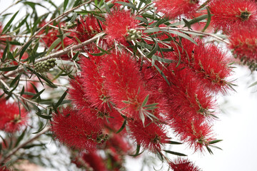 Flowers of Weeping Bottlebrush (Melaleuca viminalis)