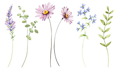 Wild flowers set, watercolor digital illustration. Perfectly for poster, card design. Mother's Day, Birthday, Valentine's day decoration.