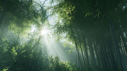 Soft golden light shining through serene bamboo forest high resolution picture