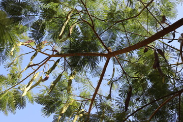 Honey locust grows in a city park in Israel.