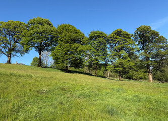 Obraz premium A row of lush green trees lines the horizon of a gently sloping grassy hill under a clear blue sky. Sunlight illuminates the vibrant landscape, close to the old village of, Thornton, Bradford, UK