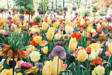 オランダのキューケンホフ公園のチューリップ、Tulips in Keukenhof, Netherlands