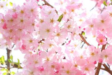 Fototapeta premium ピンクの思川桜のクローズアップ 白背景