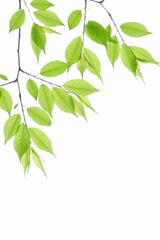 新緑の葉のクローズアップ　白背景