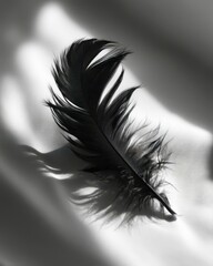 Obraz premium feather on gray background