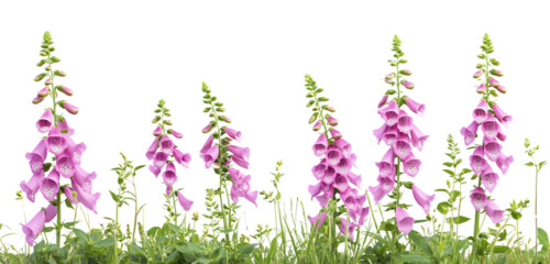  A realistic photograph of foxgloves and grass, with a transparent background. The flowers have long green stems with leaves at the base