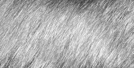Cat fur texture background. Monochrome photo. Black and white cat hair backdrop.
