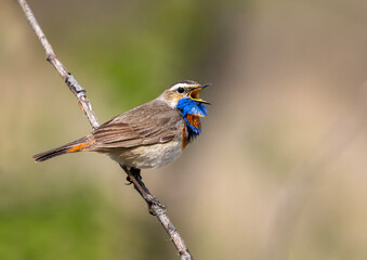 bright bird male bluethroat sits on a branch in a spring sunny garden and sings loudly