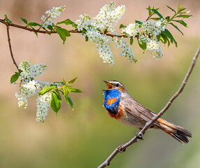 bright bluethroat bird sits on branches of blooming bird cherry in spring sunny garden