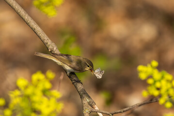portrait of a warbler bird caught a white moth in its beak in a spring sunny park
