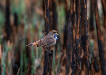 bright bird male bluethroat sits on burnt reed stems in a spring meadow and sings loudly