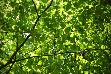 Green leaves on the branches of a tree