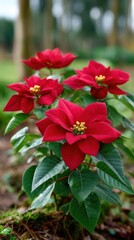 Obraz premium Vibrant Red Poinsettia Plants in a Garden Setting Showcasing Festive Holiday Flowers and Green Leaves