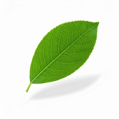 Obraz premium Green leaf on white background with shadow