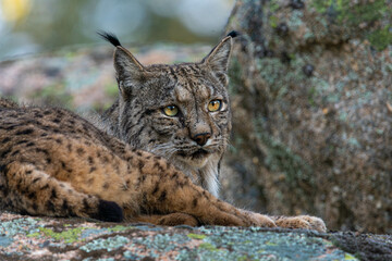 Lince ibérico, descansando sobre una roca al amanecer