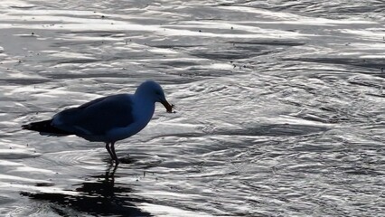 Seagulls and rivers leading to the sea