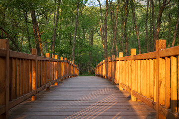 Wooden bridge leading into a lush green forest Sunlight casts shadows across the wooden planks...