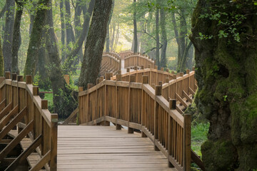 Wooden pathway winds through a lush green forest leading deeper into the peaceful scene Serene nature escape