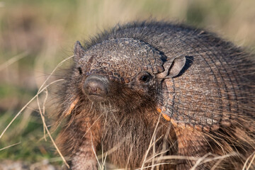 Hairy Armadillo, in grassland environment, Peninsula Valdes, Patagonia, Argentina
