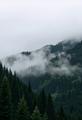 Fototapeta premium Misty mountains surrounded by lush evergreen forests 