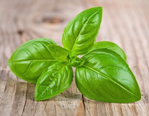 Fototapeta premium Fresh basil, spice photo, organic food. 