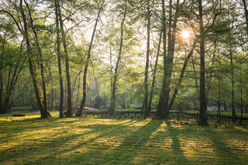 Sunlit forest scene with tall trees casting shadows across a grassy field evoking peace & nature's...