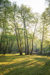 Sunlit meadow with trees casting long shadows A bridge is visible in the background a tranquil nature scene Peaceful outdoor scene